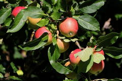 Säulenapfel 'Redcats'