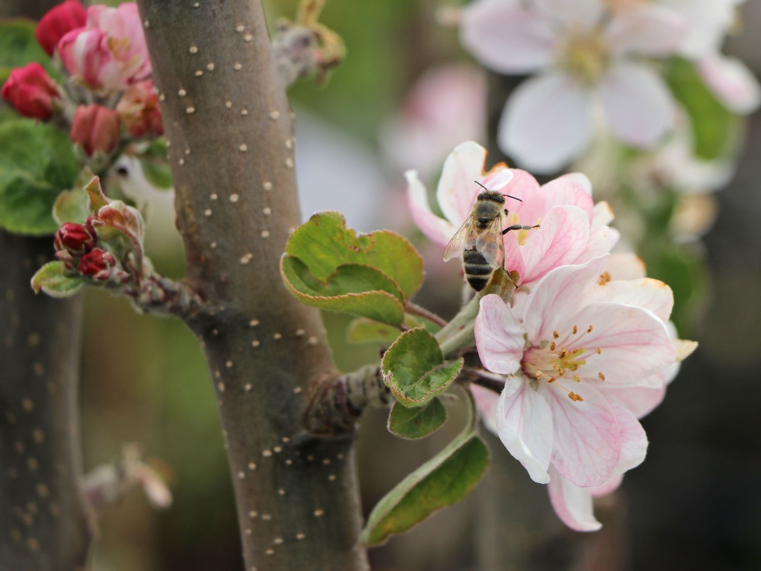 Säulenapfel 'Skyline Scooter' - Malus 'Skyline Scooter'