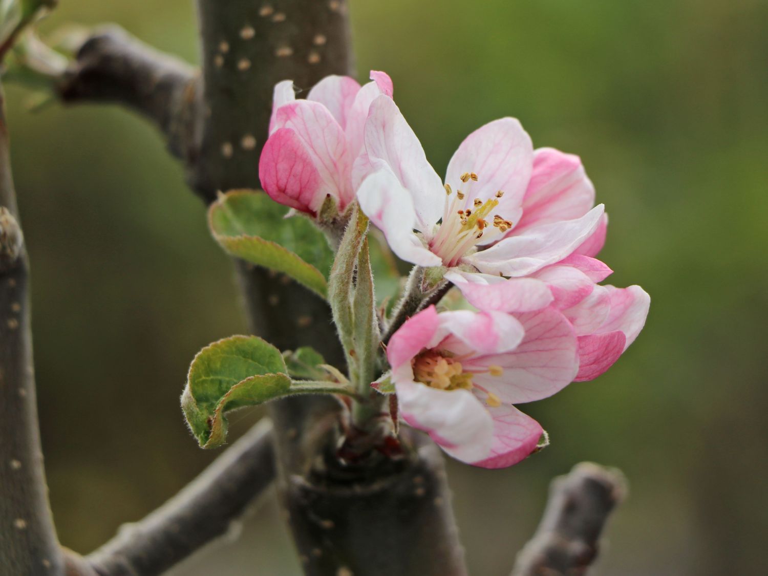 Säulenapfel 'Skyline Scooter' - Malus 'Skyline Scooter'