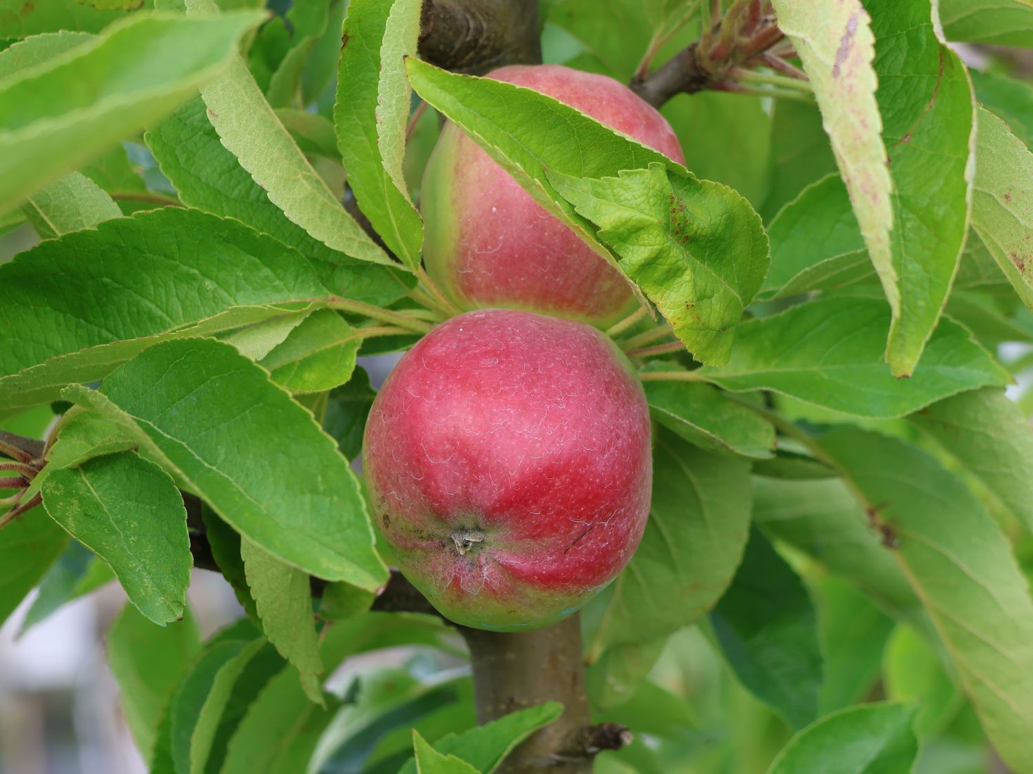 Säulenapfel 'Skyline Scooter' - Malus 'Skyline Scooter'