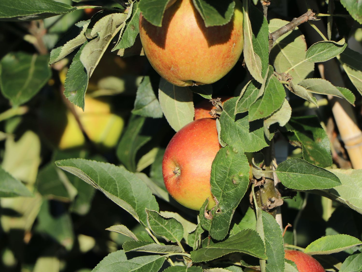 Säulenapfel 'Summertime' ®