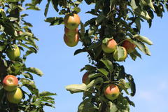 Säulenapfel 'Suncats'