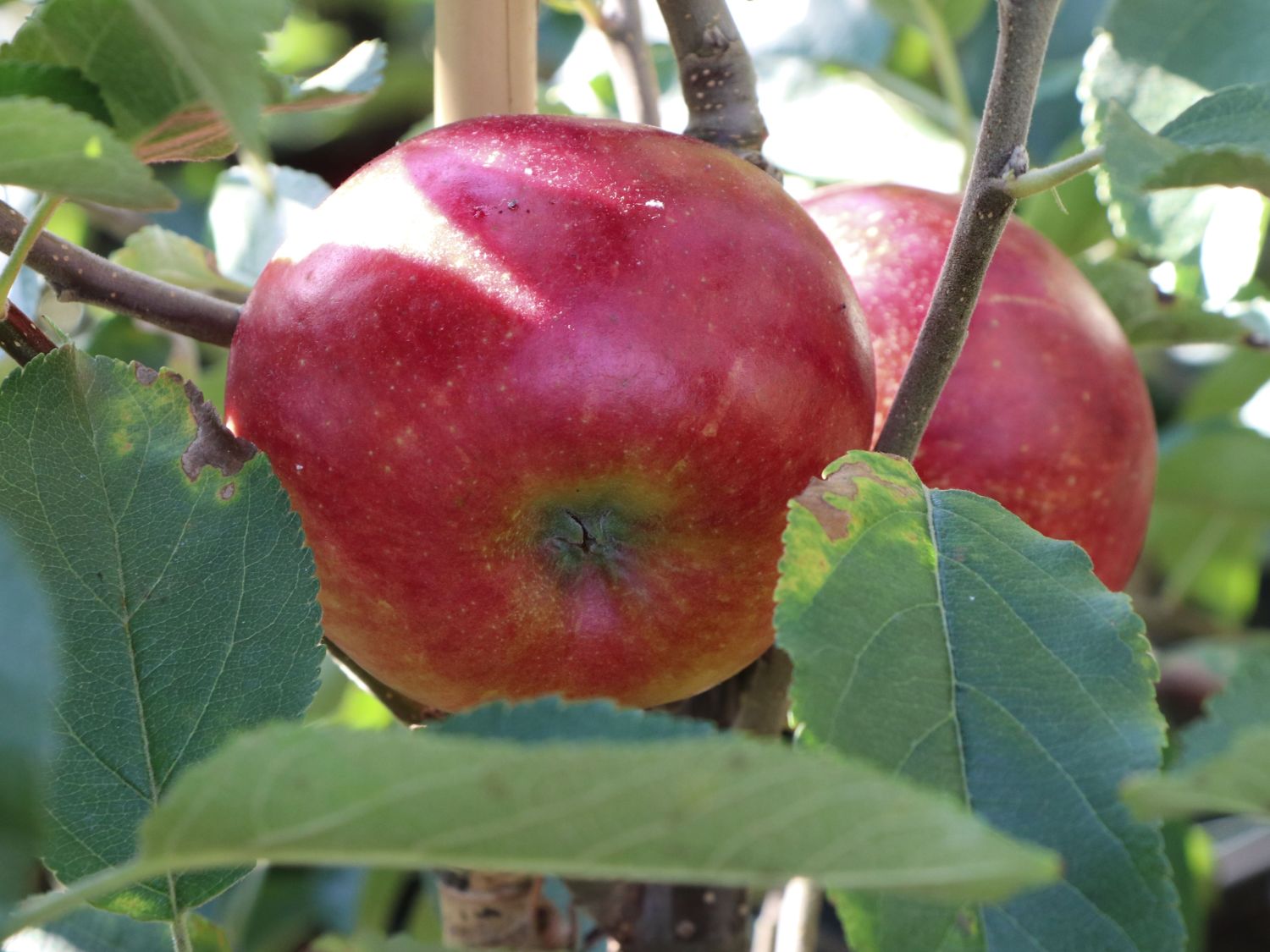 Apfel 'Wellant' ® / 'Fresco'