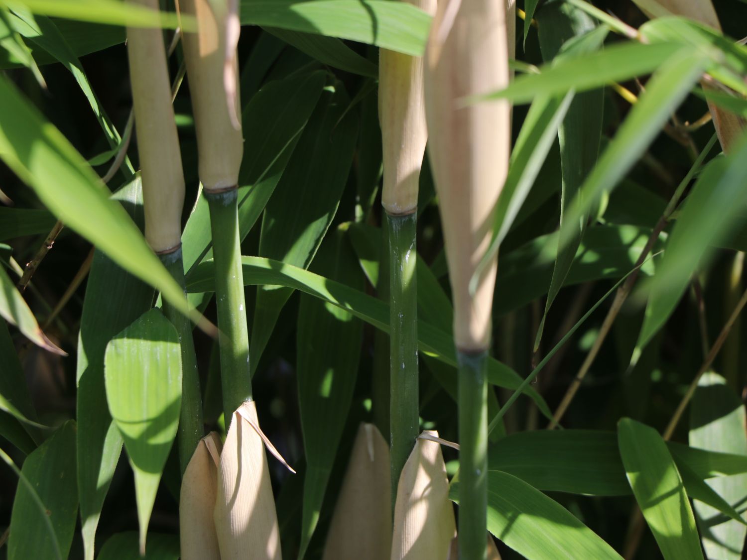 Sulenbambus WELL-BORN BAMBOO Africa 'Maasai'  - Fargesia WELL-BORN  BAMBOO Africa 'Maasai'  - Baumschule Horstmann