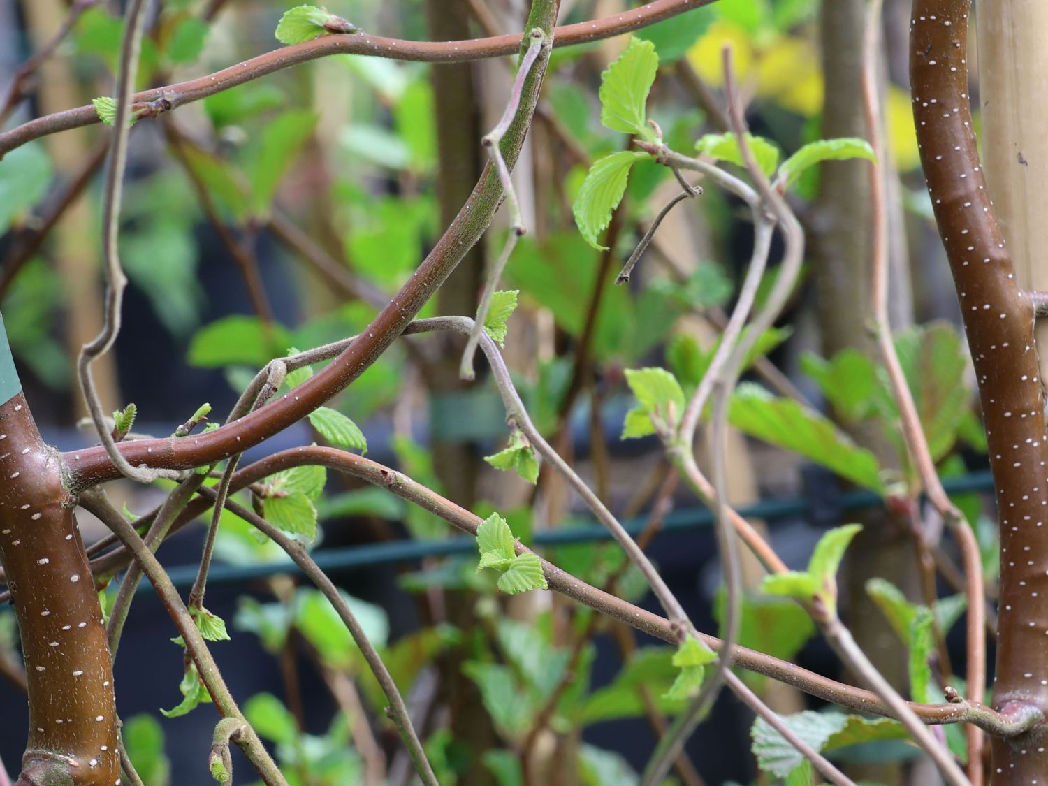 Säulenbirke 'Spider Alley'