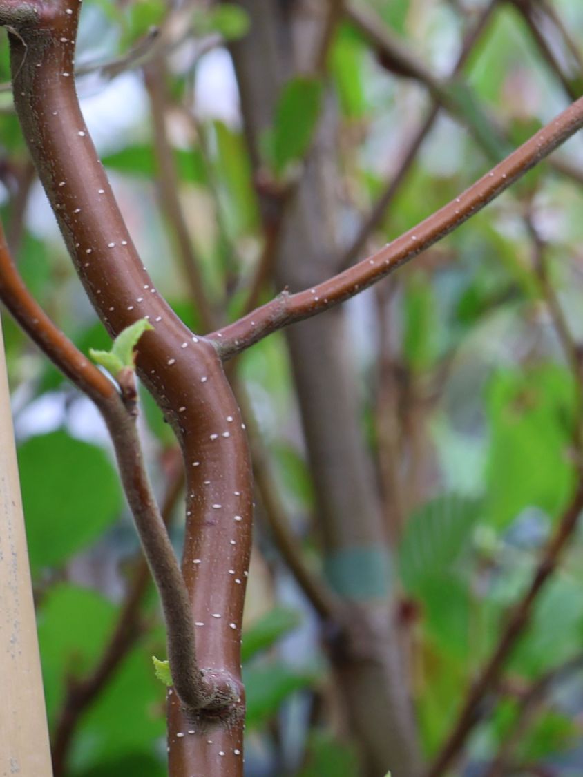 Säulenbirke 'Spider Alley' - Betula pendula 'Spider Alley'