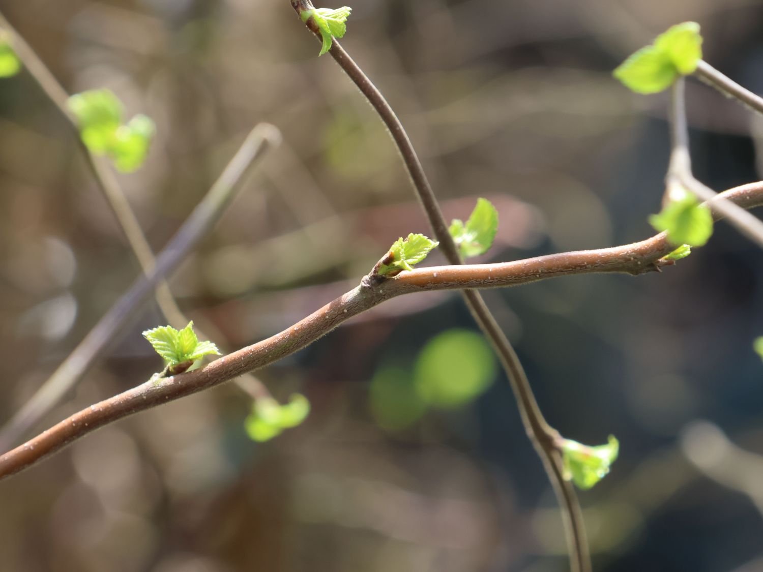 Säulenbirke 'Spider Alley' - Betula pendula 'Spider Alley'