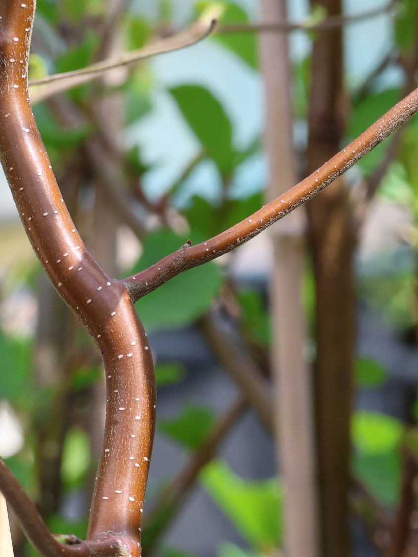 Säulenbirke 'Spider Alley' - Betula pendula 'Spider Alley'