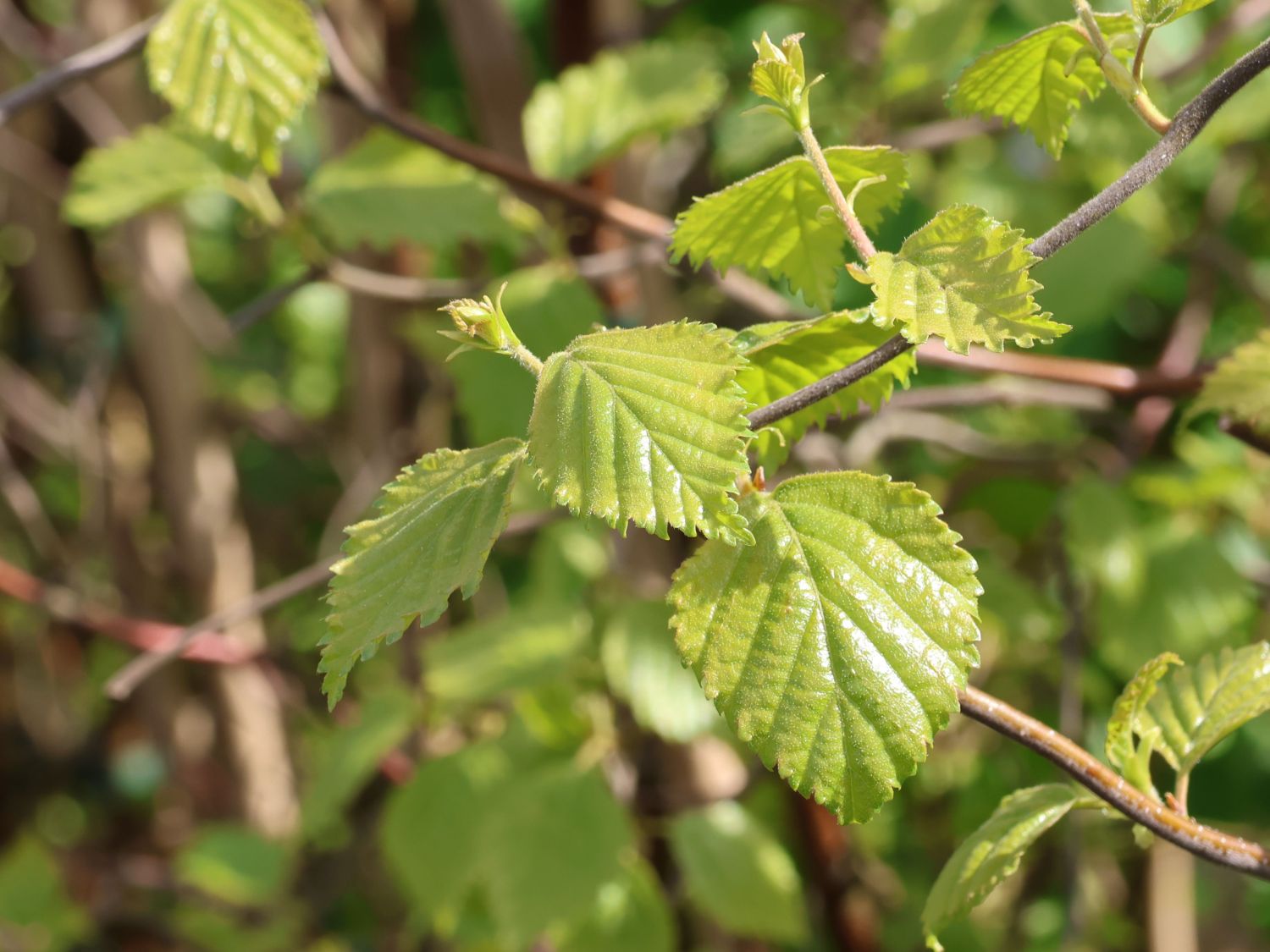 Säulenbirke 'Spider Alley' - Betula pendula 'Spider Alley'