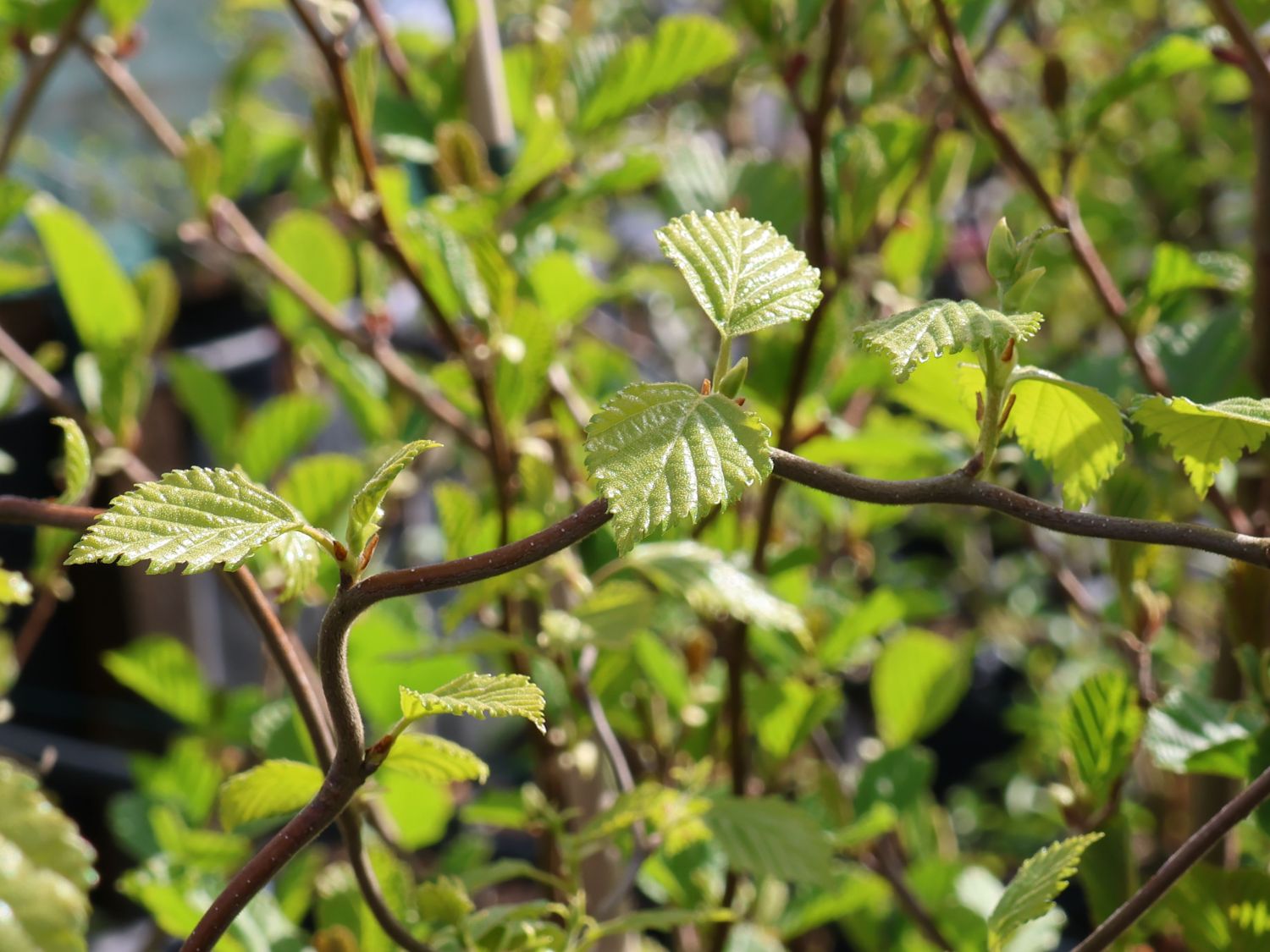 Säulenbirke 'Spider Alley' - Betula pendula 'Spider Alley'