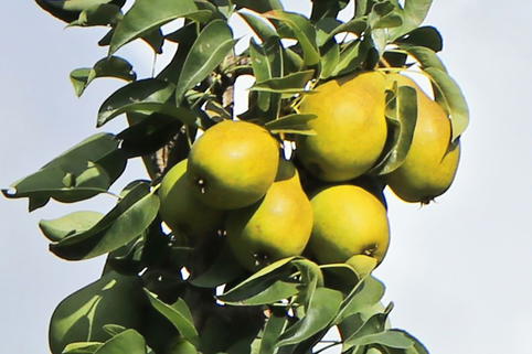 Säulenbirne Pirini ® 'Myway' ® - Pyrus communis Pirini ® 'Myway' ®