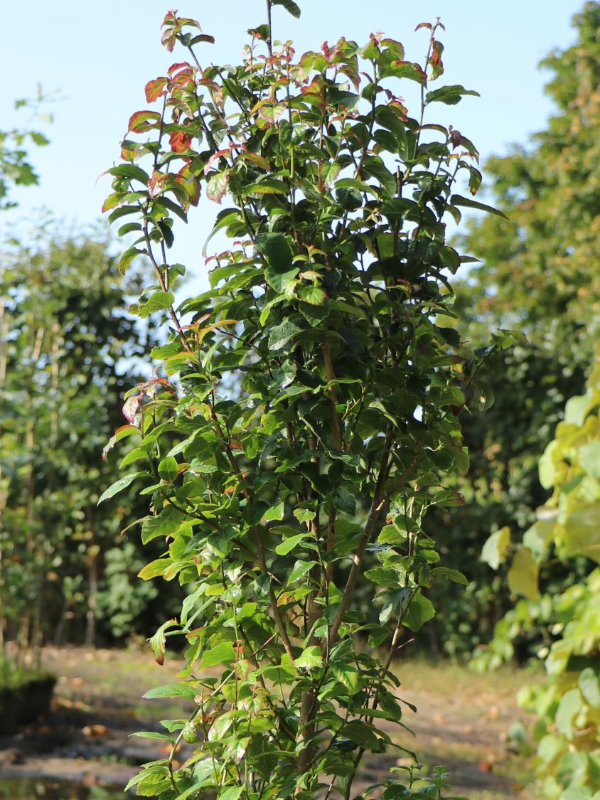 Säulenförmiger Persischer Eisenholzbaum / Eisenbaum 'Persian Spire' - Parrotia persica 'Persian Spire'