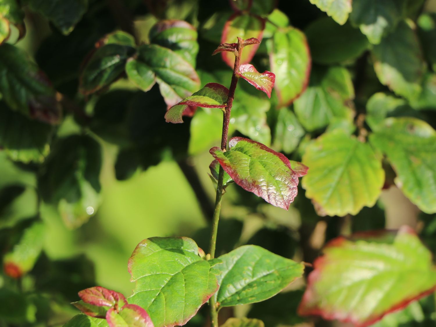 Säulenförmiger Persischer Eisenholzbaum / Eisenbaum 'Persian Spire' - Parrotia persica 'Persian Spire'
