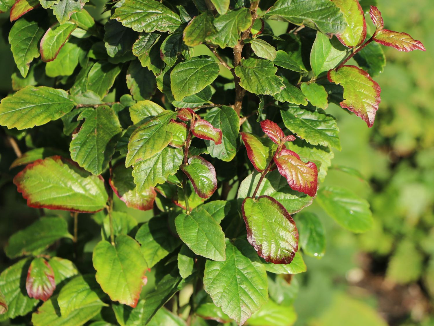 Säulenförmiger Persischer Eisenholzbaum / Eisenbaum 'Persian Spire' - Parrotia persica 'Persian Spire'