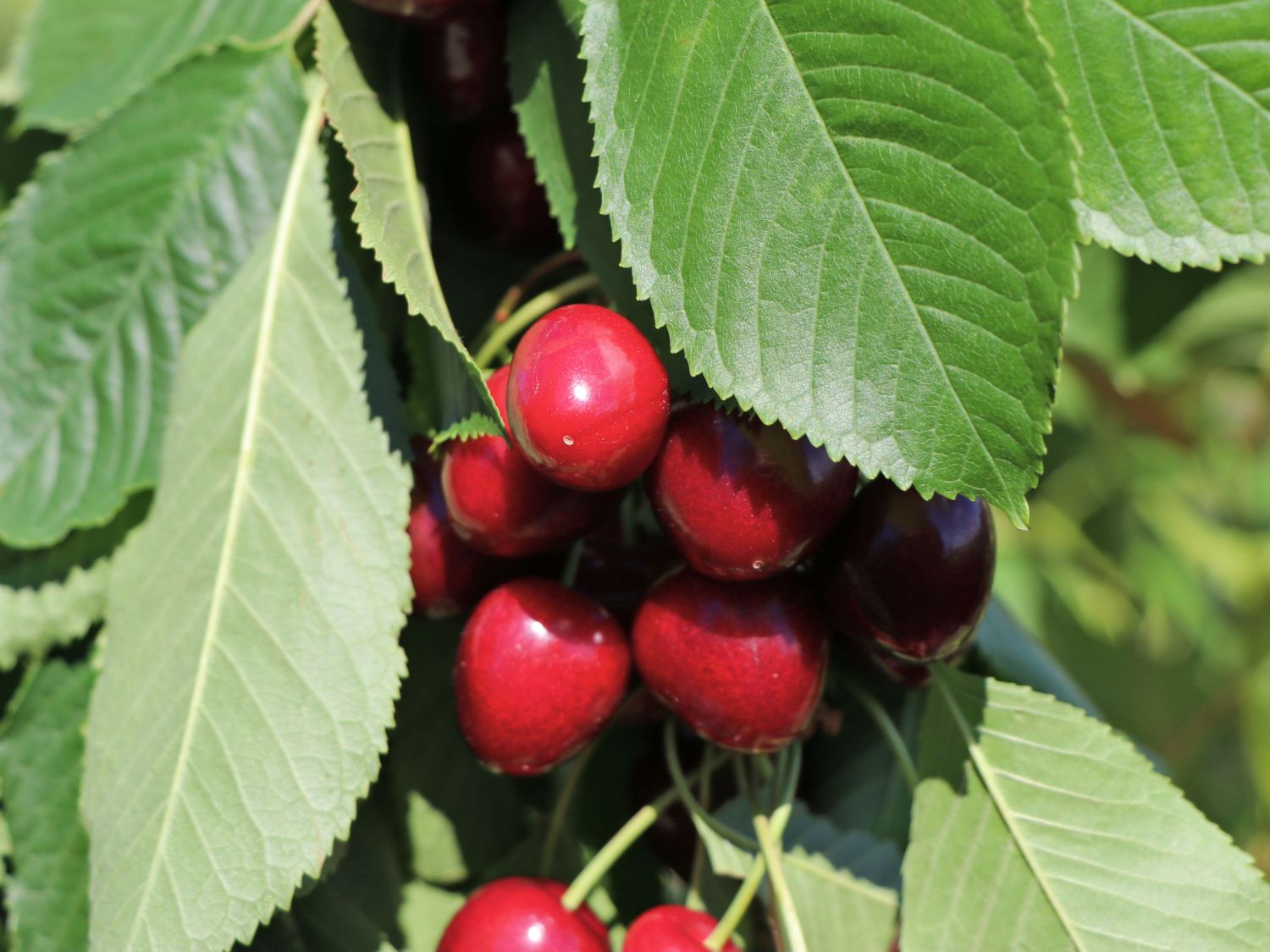 Säulenkirsche 'Boas'