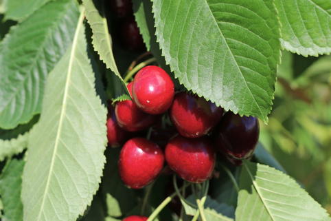 Säulenkirsche 'Boas' - Prunus cerasus 'Boas'