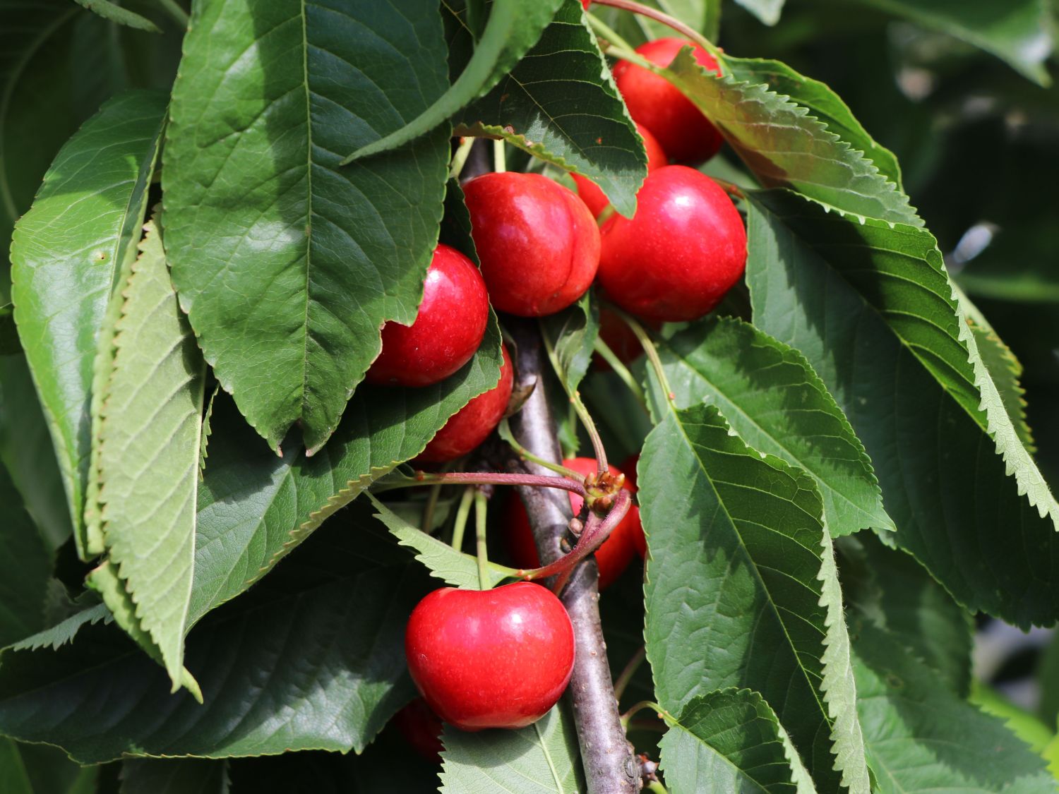 Säulenkirsche 'Helena'