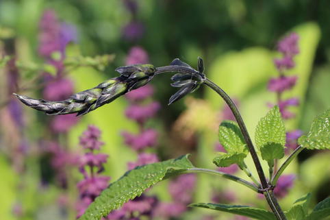 Salbei 'Black and Blue' - Salvia guaranitica 'Black and Blue'