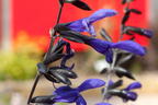 Salbei 'Black and Blue' - Salvia guaranitica 'Black and Blue'