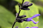 Salbei 'Black and Blue' - Salvia guaranitica 'Black and Blue'