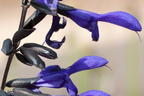 Salbei 'Black and Blue' - Salvia guaranitica 'Black and Blue'