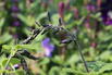 Salbei 'Black and Blue' - Salvia guaranitica 'Black and Blue'
