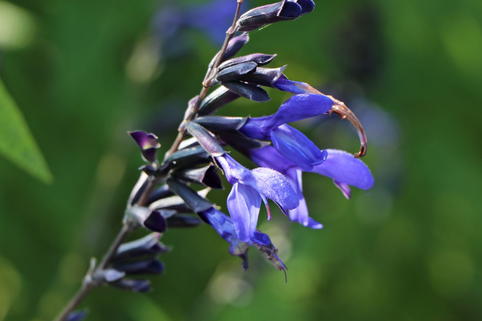 Salbei 'Blue Enigma' - Salvia guaranitica 'Blue Enigma'