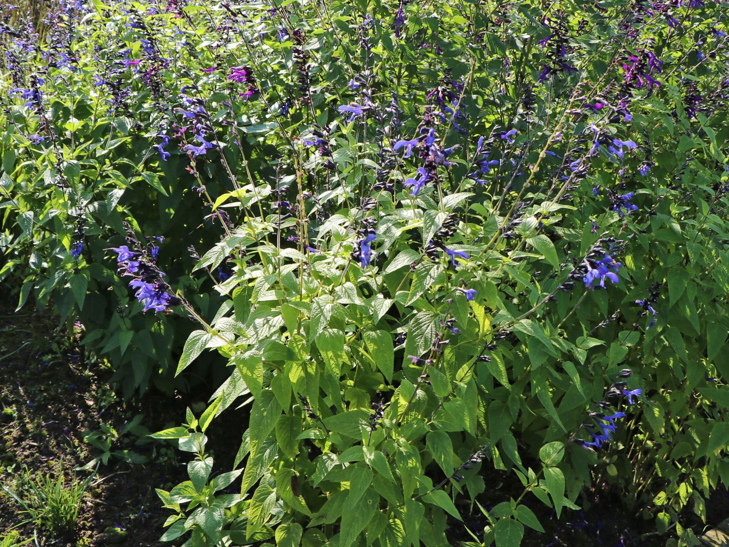 Salbei 'Blue Enigma' Alles erfahren über Blüte, Wuchs & Co.