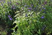 Salbei 'Blue Enigma' - Salvia guaranitica 'Blue Enigma'