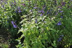 Salbei 'Blue Enigma' - Salvia guaranitica 'Blue Enigma'