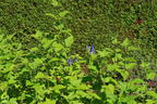 Salbei 'Blue Enigma' - Salvia guaranitica 'Blue Enigma'