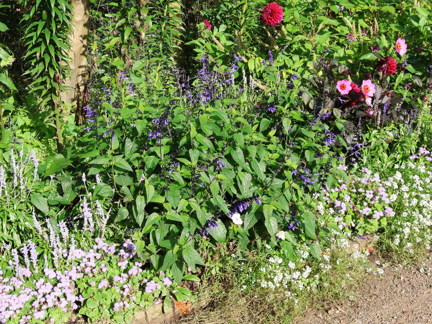 Salbei 'Blue Enigma' - Salvia guaranitica 'Blue Enigma'