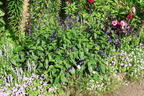 Salbei 'Blue Enigma' - Salvia guaranitica 'Blue Enigma'
