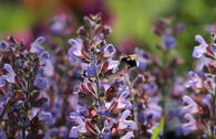 Salbei 'Culinaria'
