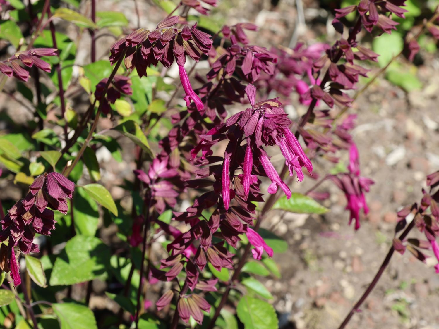 Salbei 'Love and Wishes'