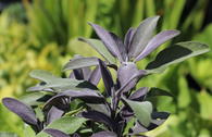 Salbei 'Purple Beauty'