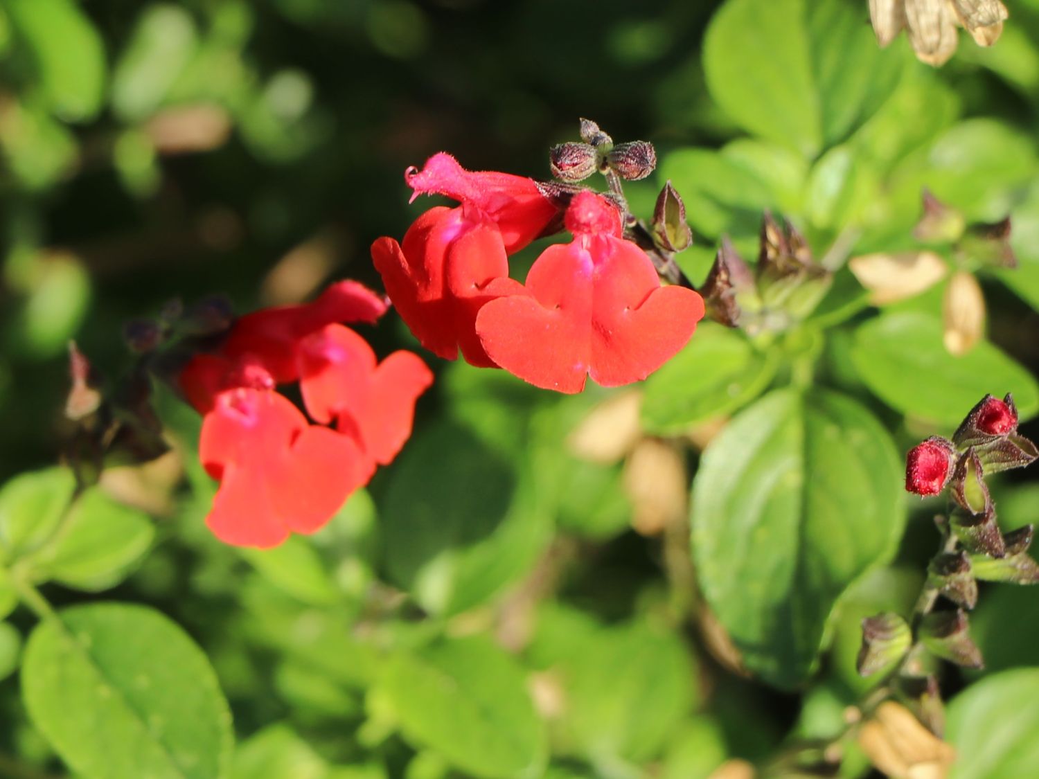 Salbei 'Royal Bumble'