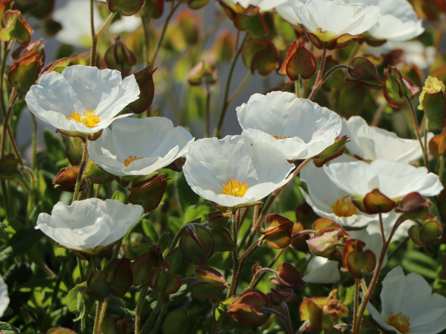 Salbeiblättrige Zistrose - Cistus salviifolius