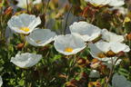 Salbeiblättrige Zistrose - Cistus salviifolius