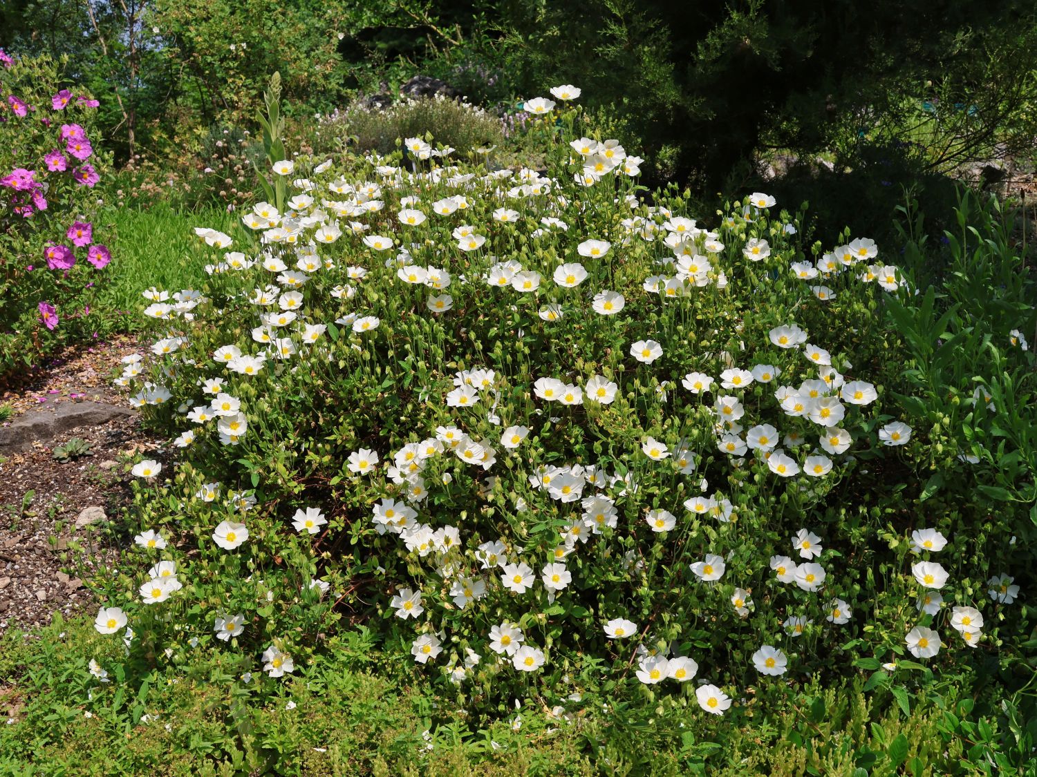 Salbeiblättrige Zistrose - Cistus salviifolius