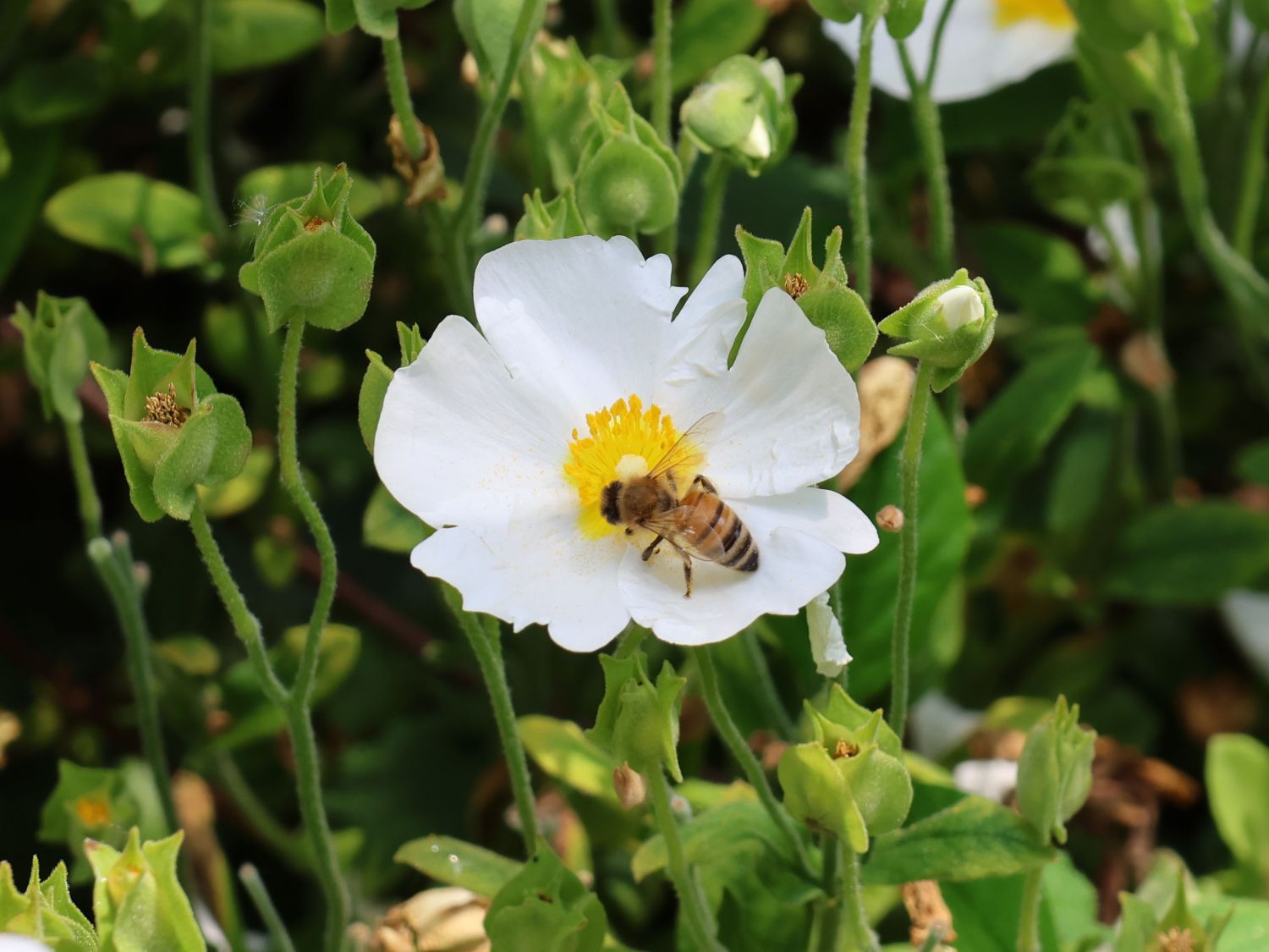Salbeiblättrige Zistrose - Cistus salviifolius
