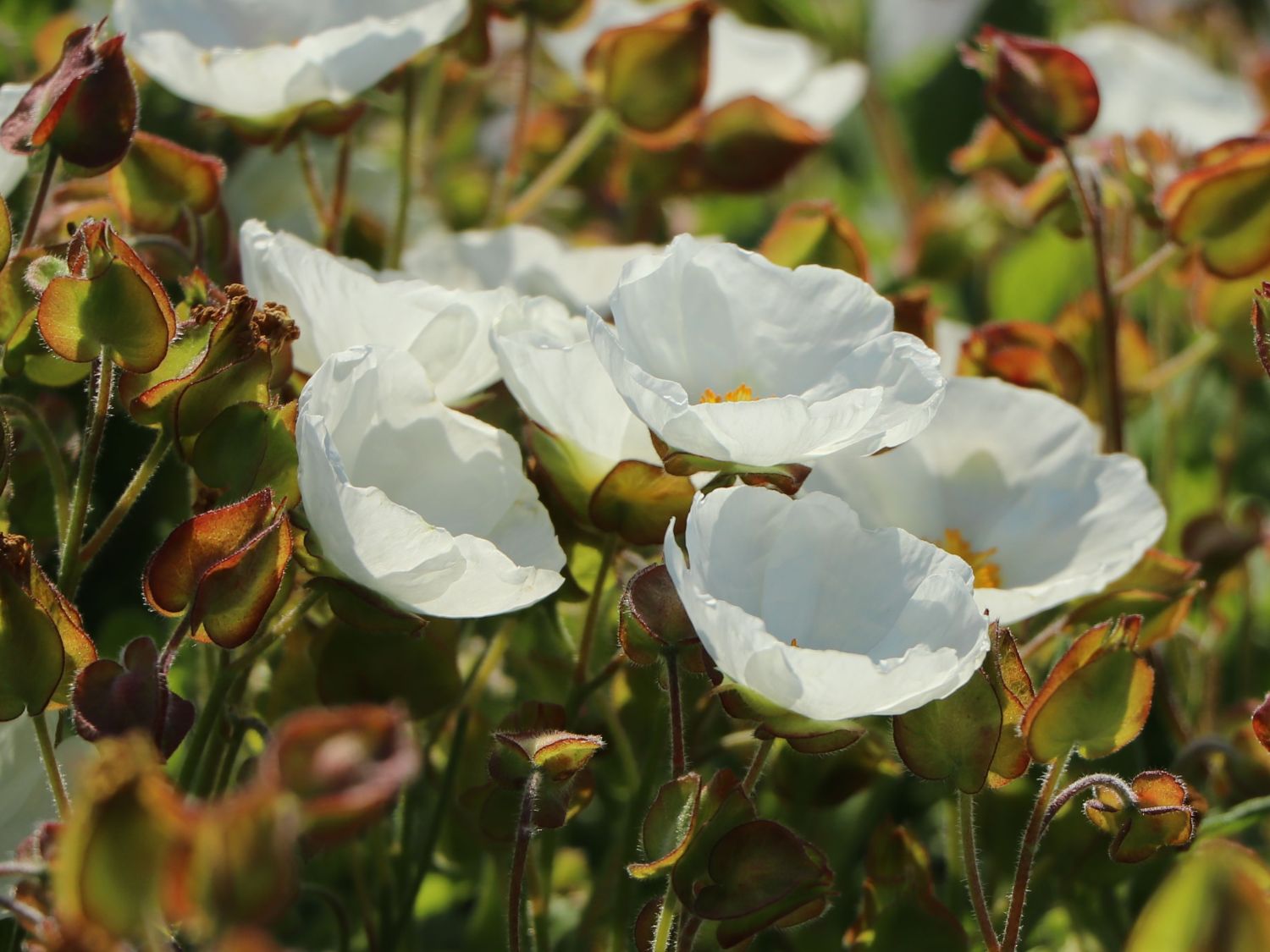 Salbeiblättrige Zistrose - Cistus salviifolius