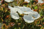 Salbeiblättrige Zistrose - Cistus salviifolius