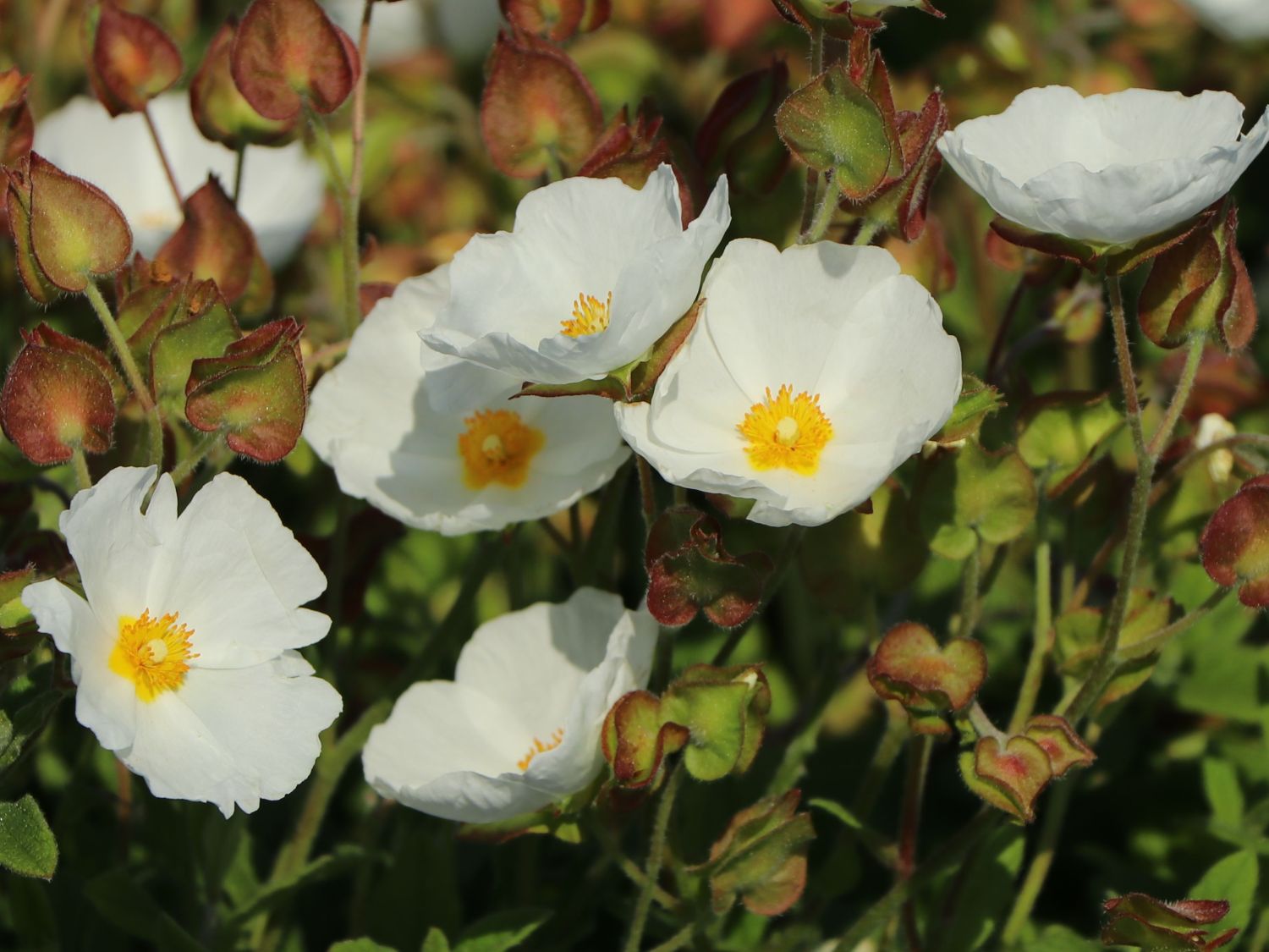 Salbeiblättrige Zistrose - Cistus salviifolius