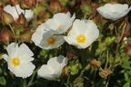 Salbeiblättrige Zistrose - Cistus salviifolius