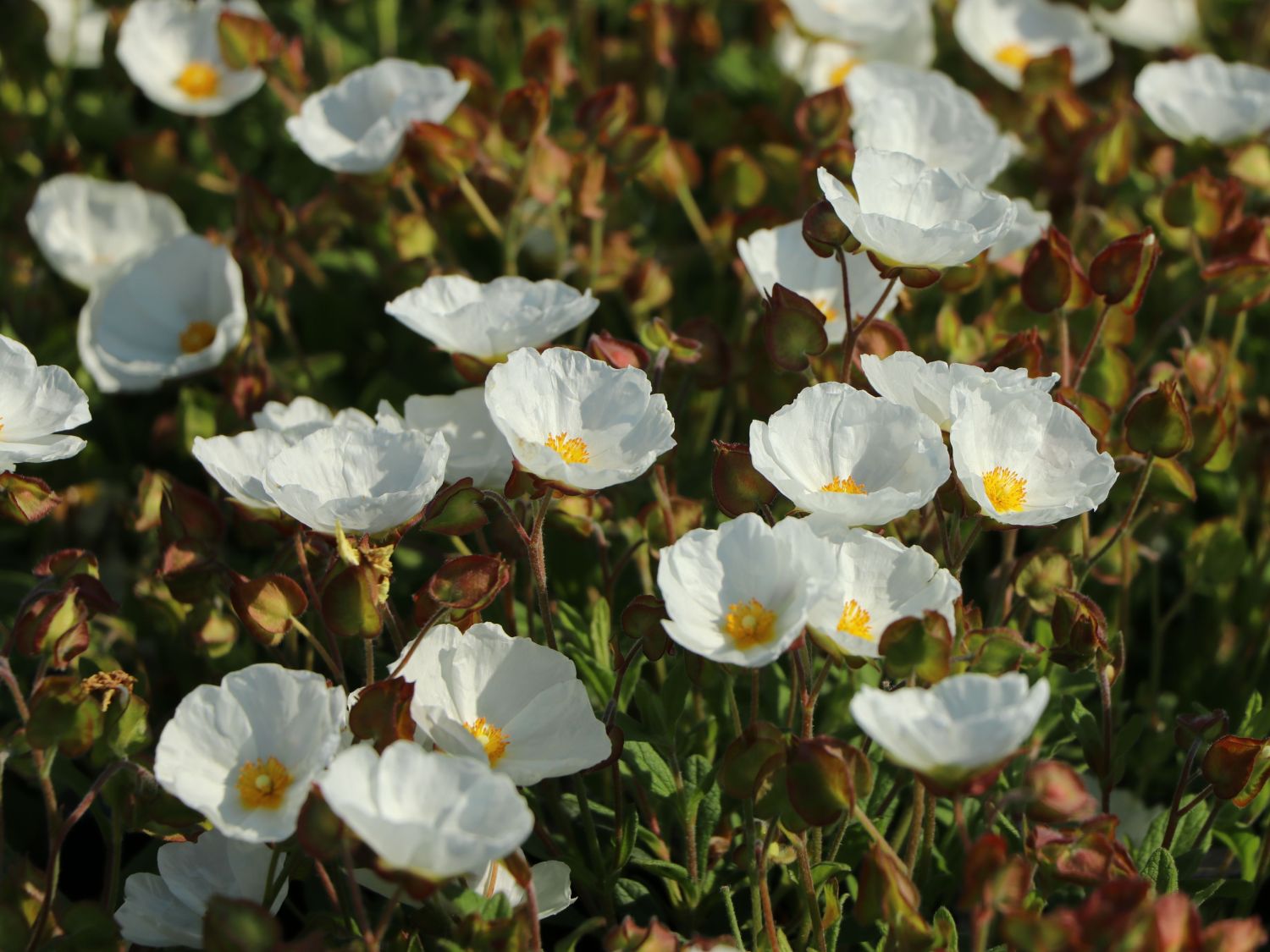 Salbeiblättrige Zistrose - Cistus salviifolius