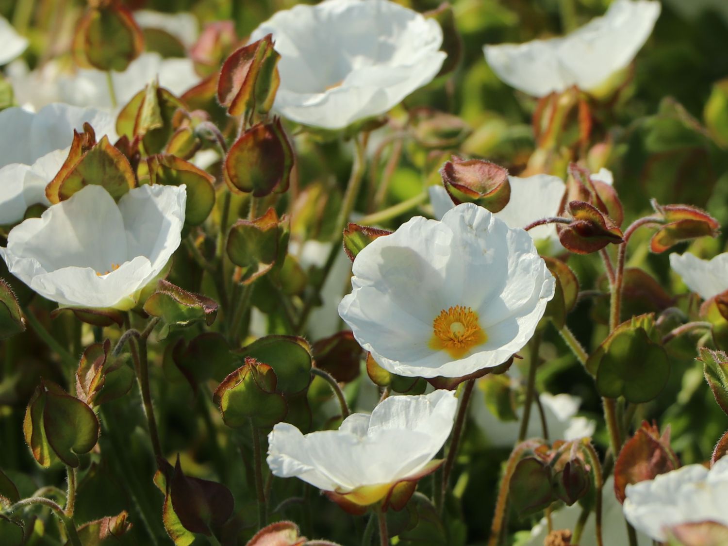 Salbeiblättrige Zistrose - Cistus salviifolius