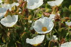 Salbeiblättrige Zistrose - Cistus salviifolius