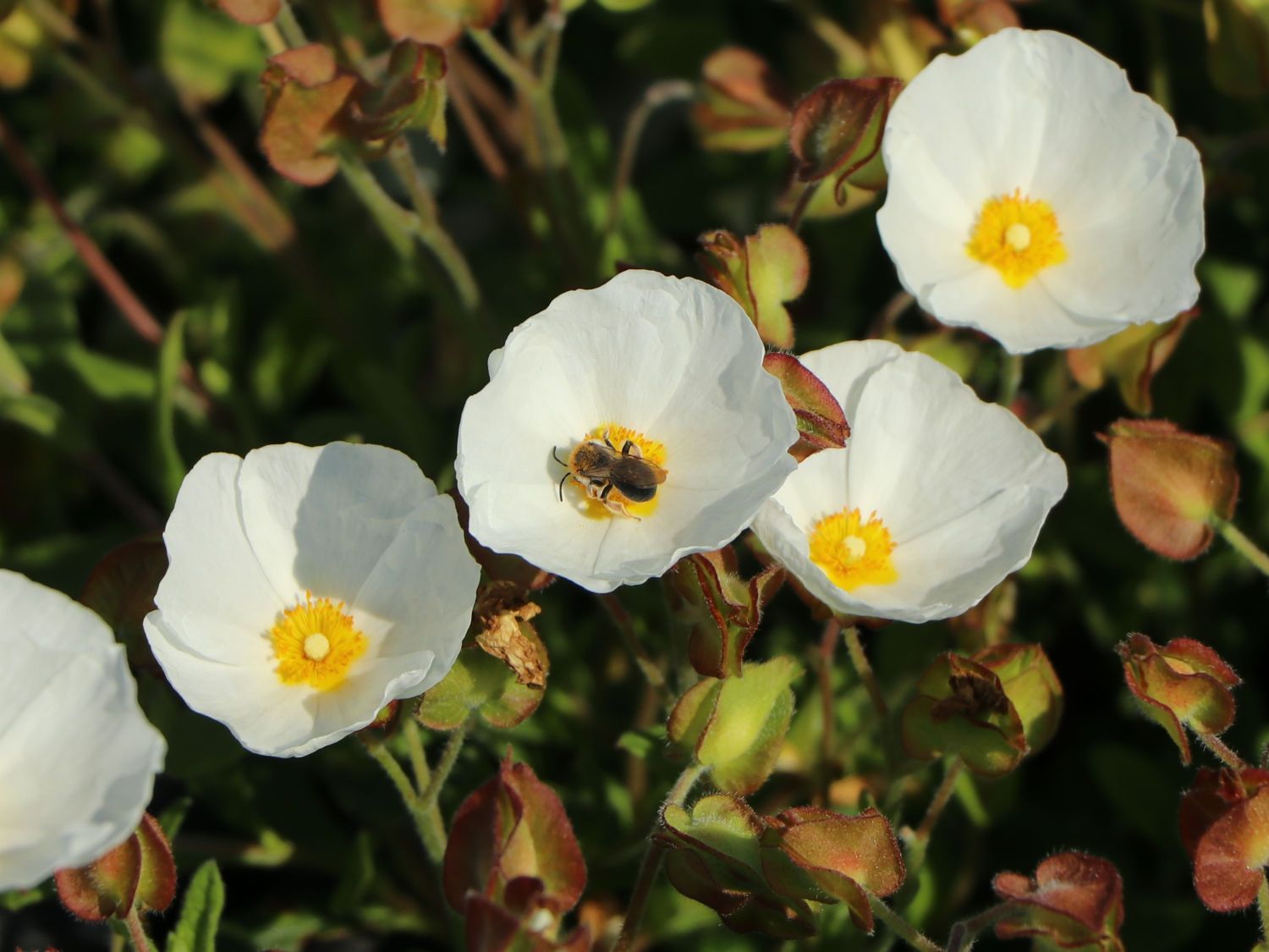 Salbeiblättrige Zistrose - Cistus salviifolius