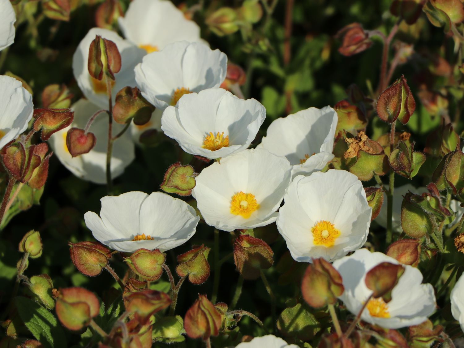 Salbeiblättrige Zistrose - Cistus salviifolius